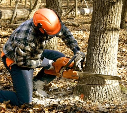 Tree Removal in Randolph, MS